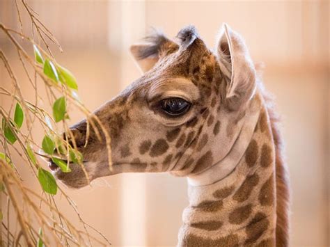 Phoenix Zoo Welcomes New Baby Masai Giraffe