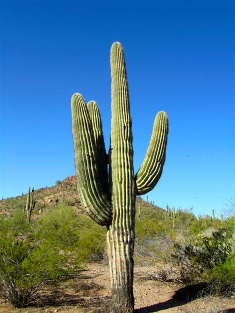Find out more about overdrive accounts. Phoenix, Arizona these are amazing visiting the botanical ...