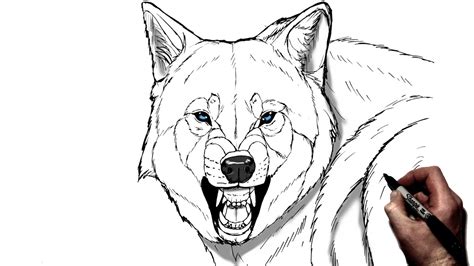 How To Draw A Snarling Wolf Step By Step Youtube