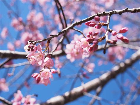 Wallpaper Id 252436 Spring Blossom On Tree Branch Against Clear Blue