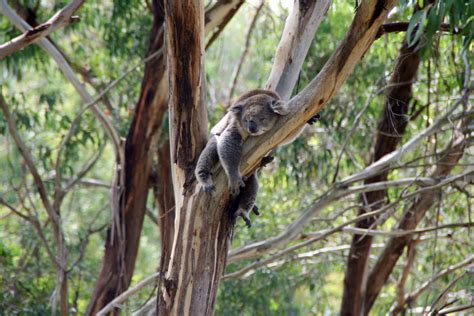 무료 이미지 숲 분기 야생 생물 밀림 동물 상 오스트레일리아 게으른 열대 우림 척골가 있는 서식지 코알라