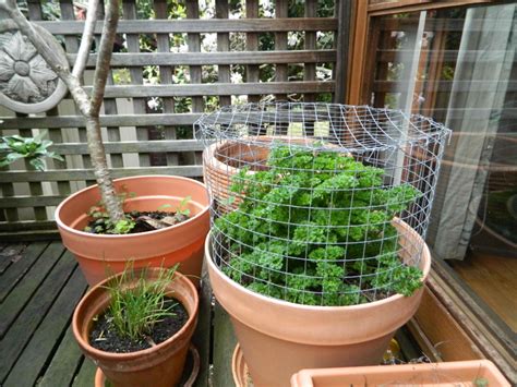 Diy Protect Your Plants With This Easy Possum Shield 1 Million
