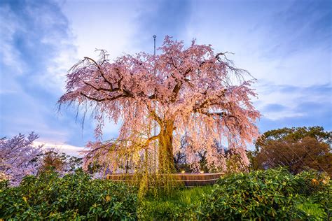 Guide To Maruyama Park See Cherry Blossoms And Explore Gion In Kyoto