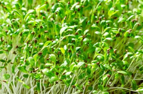 How To Grow Alfalfa Microgreens From Seed A Step By Step Seed