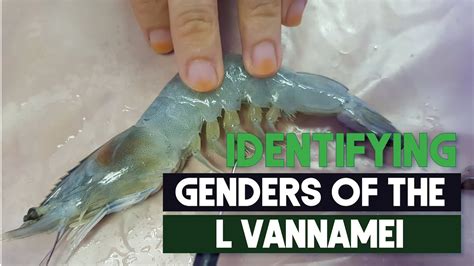 How To Identify Sex Male And Female Shrimps Easily L Vannamei Aquaculture Technology Youtube