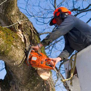 Replanting proposal trees approved for removal will require at least one tree to be replanted per tree removed unless a. Tree Removal: Do it for Less with These Money-Saving Tips
