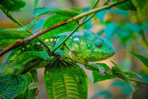 Camouflage Animals With Names