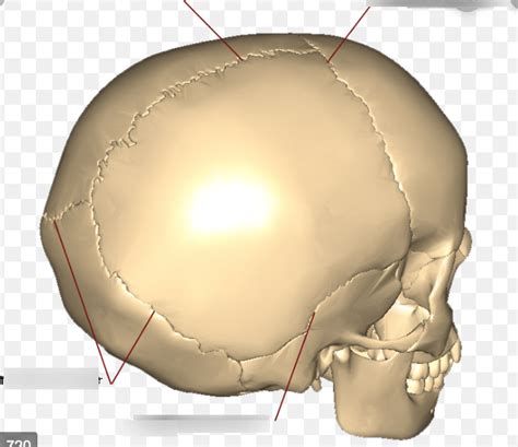 Coronal Sutures Diagram Quizlet