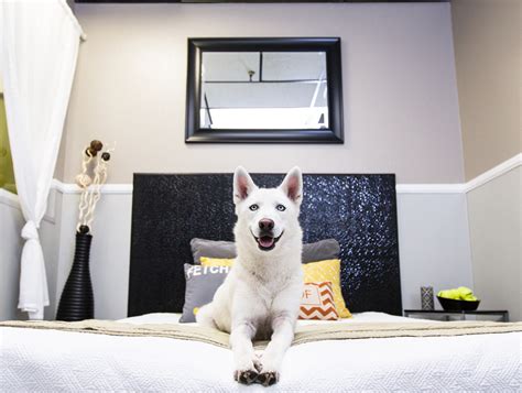 11 hotel chains that welcome your pet around the usa • 1000's of pet friendly hotels around the us • offer many special pet services and programs • vary regarding deposit and pet fees • further information and resources can be found in this article here. Bring Your Dog To The Shore: New Jersey Pet-Friendly ...