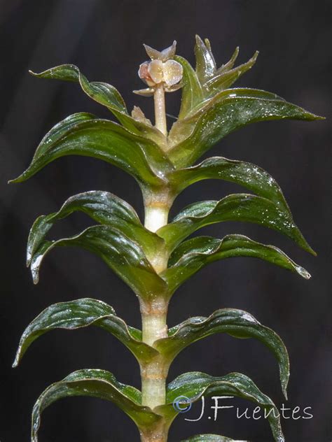 Plants of the world online. Flora de Andalucía - Groenlandia densa