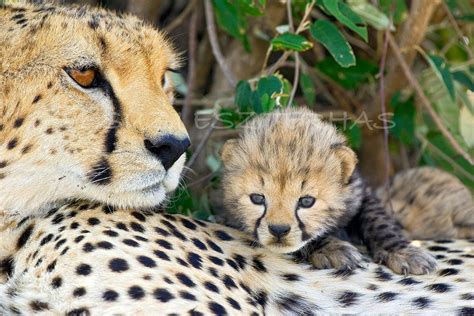 Mom And Baby Animals Set Of Four Photos 8 X 12 Cheetah