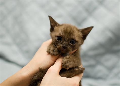 See The Cutest Cat Breeds As Kittens Readers Digest