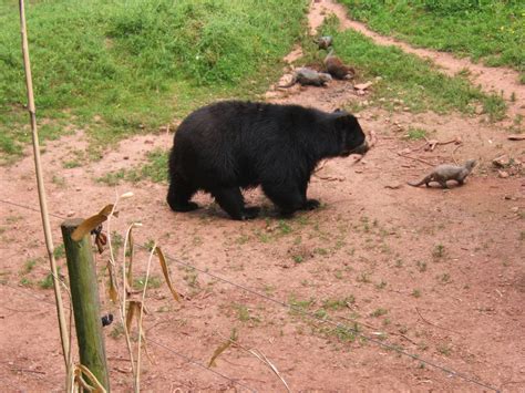 Spectacled Bear And Asian Short Clawed Otter Zoochat