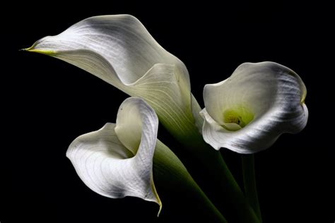 Download White Flower Flower Nature Calla Lily Hd Wallpaper