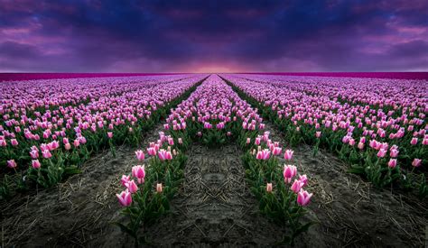 50 Background Nature Flower Wallpaper Hd Photos
