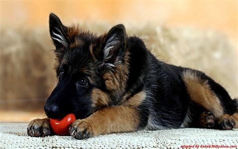 German Shepherd Wallpapers Wallpaper Cave