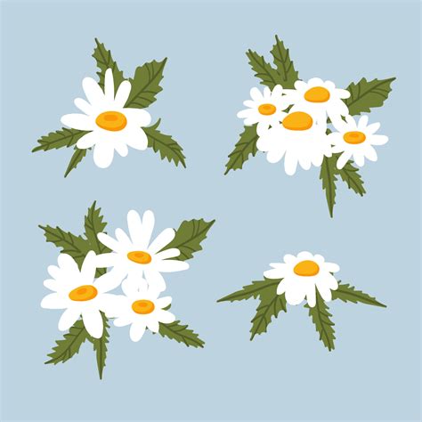 Set Of Chamomile Daisy Bouquets White Flowers Buds Green Leaves