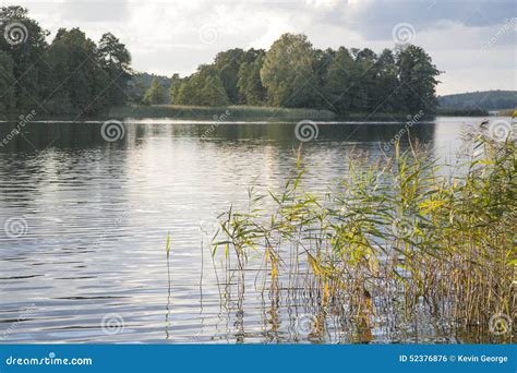 Reeds And Long Grass In Lake Stock Photo Image Of Grass Lake 52376876