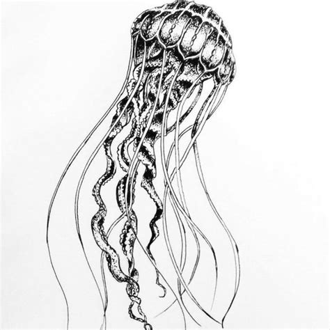 🥉 Dibujos De Medusas【guia】aprende A Dibujar Medusas