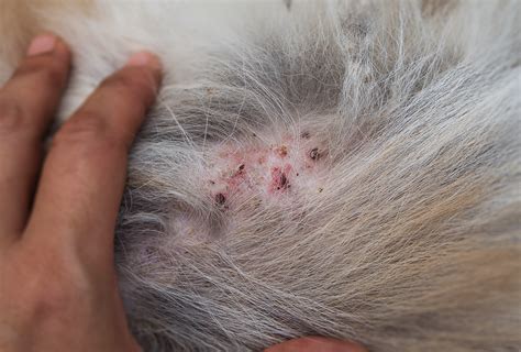 Dermatitis Red Inflamed Sore Skin Or A Rash In Cats Pdsa