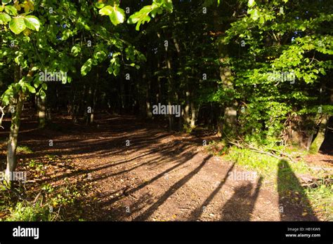 Forest With Sun Rays Shadows And Fog Stock Photo Alamy