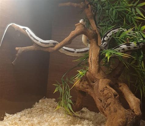 Reverse Stripe Californian King Snake For Sale In Sheldon West