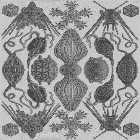 Kaleidoscopesymmetricanimalsmarineset Free Image From