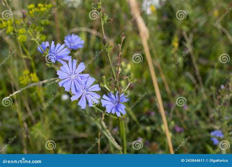 Blue Flower Chicory Blossom In Wild Green Meadow Close Up Aromatic