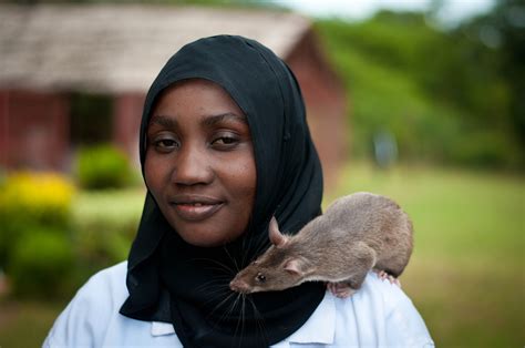 Unfortunately, a rapidly growing population in tanzania means increased levels of poverty. Tuberculosis Detection by Rats Now Accessible to More ...