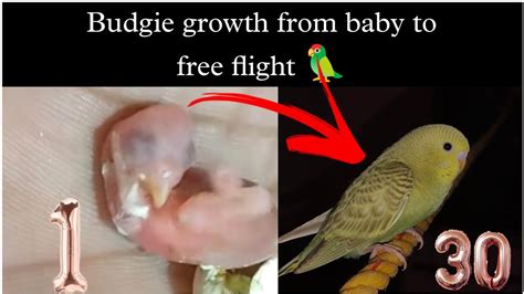 Budgie Growth From Baby To Free Flight 🦜 Budgie Stages From Day 1 To