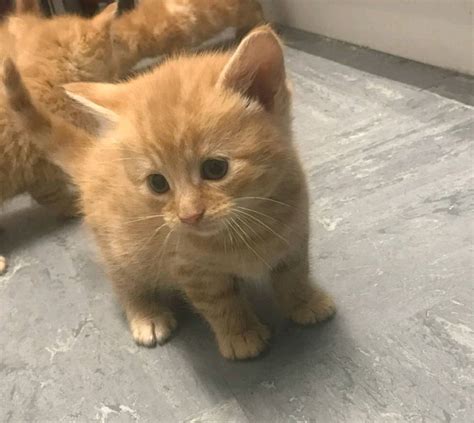 Ginger Kittens In Garforth West Yorkshire Gumtree