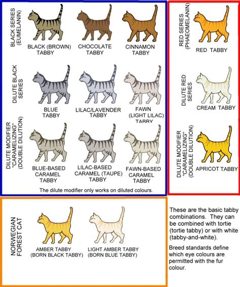 Tabby Cats And Their Patterns