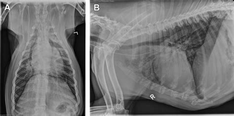 Bacterial Pneumonia In Dogs And Cats Veterinary Clinics Small Animal