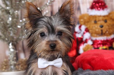 It's also free to list your available puppies and litters on our site. Preston- Sweet Teacup AKC Male Yorkie Puppy - Maryland Puppies Online