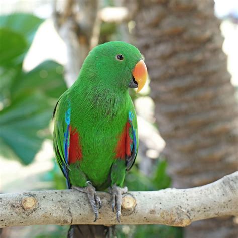 Birds Of Tropical Rainforests Bird Eden