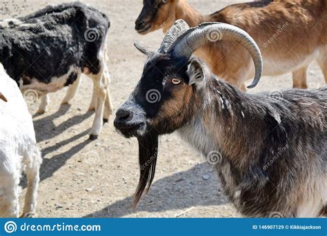 The genomic dna of a local (chattogram, bangladesh) healthy male black bengal goat (capra hircus) was extracted and then sequenced. Capra Hircus Profilu Valois K?zka Obraz Stock - Obraz ...