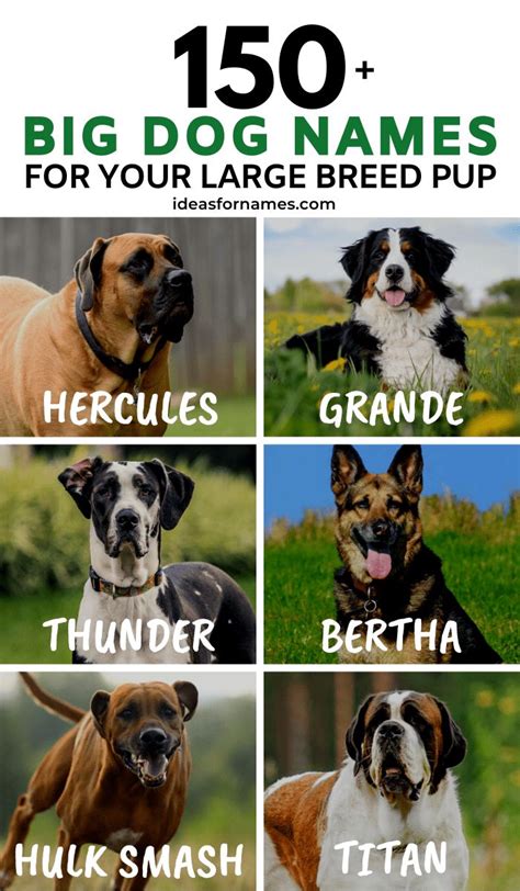 150 Big Dog Names For Your Lovable Large Breed Pup Big Dog Names Dog