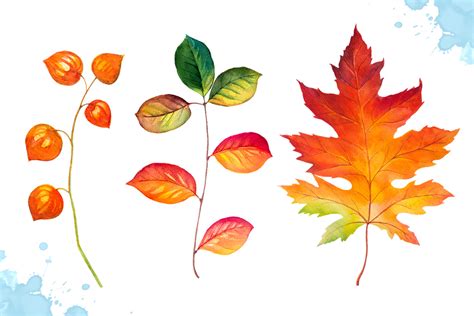 Autumn Leaves Watercolor Set By Alexg Design Bundles