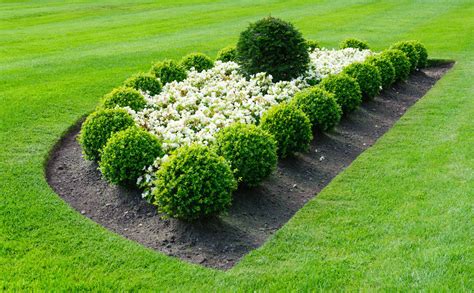 Fab Tips On Shrub Identification Evergreen And Flowering