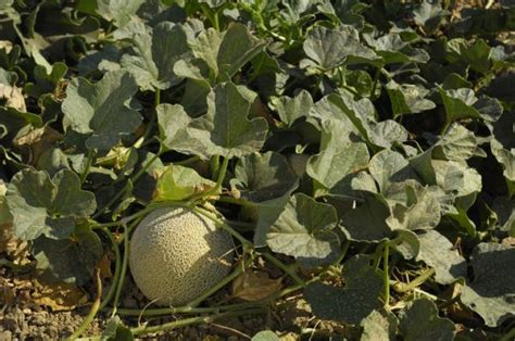 Cómo Plantar y Cultivar Melones Técnicas y Cuidados