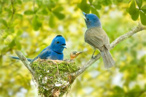 Blue Tanagers At Nest With Chick
