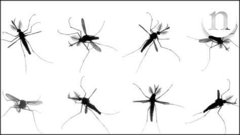 How Many Times Do Mosquitoes Flap Their Wings Per Second Peepsburghcom