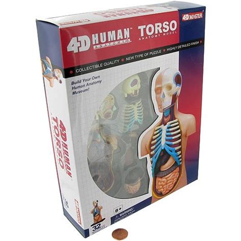 4d Human Torso Anatomy Model Xump