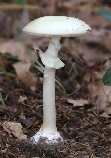 Destroying Angel Alchetron The Free Social Encyclopedia