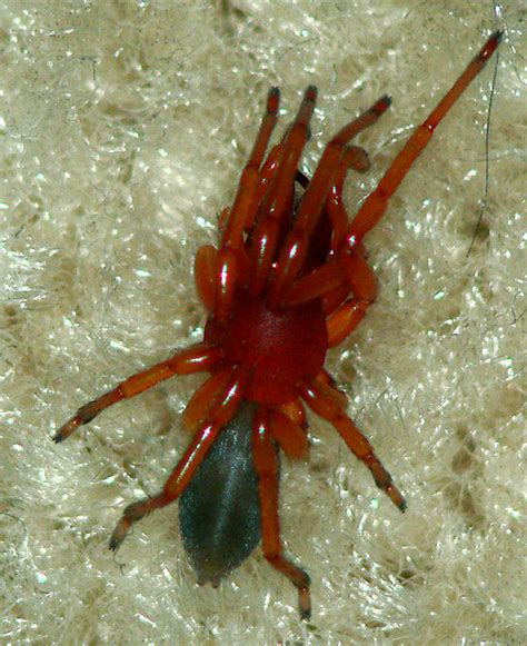 Ugly Red Spider The Ugliest Thing Ive Ever Seen Crawl Acr Flickr