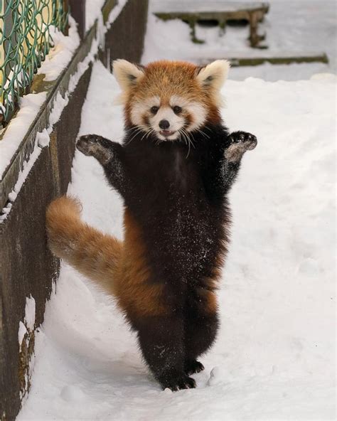 Psbattle Red Panda Standing On Two Legs Rphotoshopbattles