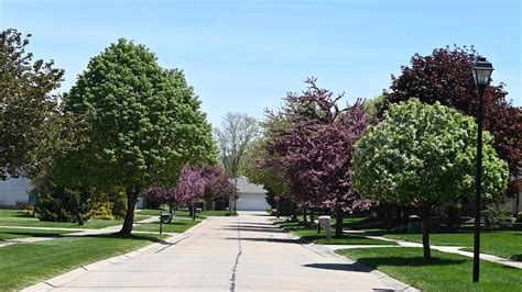 Free Street Trees City Of Mentor Ohio