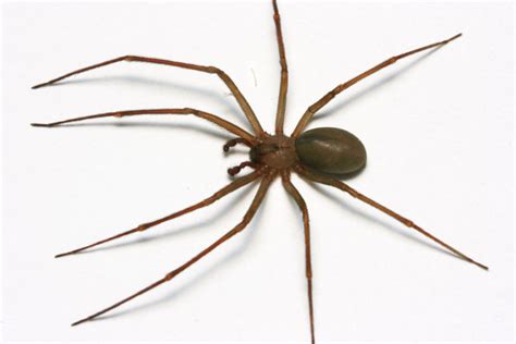 What Does A Brown Recluse Spider Look Like Identify Brown Recluse
