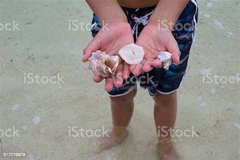 Boys Hands Holding Sea Shells Stock Photo Download Image Now Animal