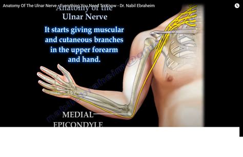 Ulnar Nerve Anatomy Diagram